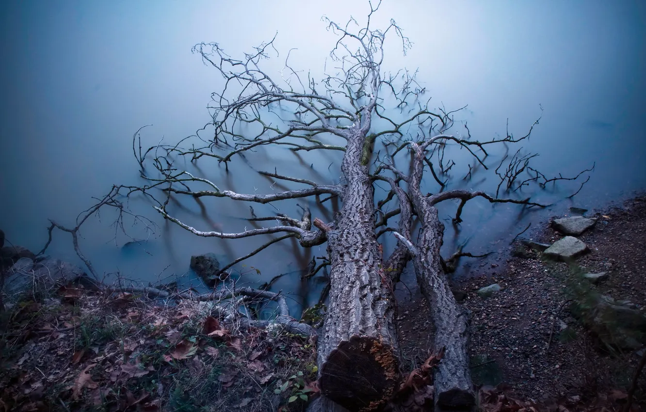 Photo wallpaper water, trees, nature