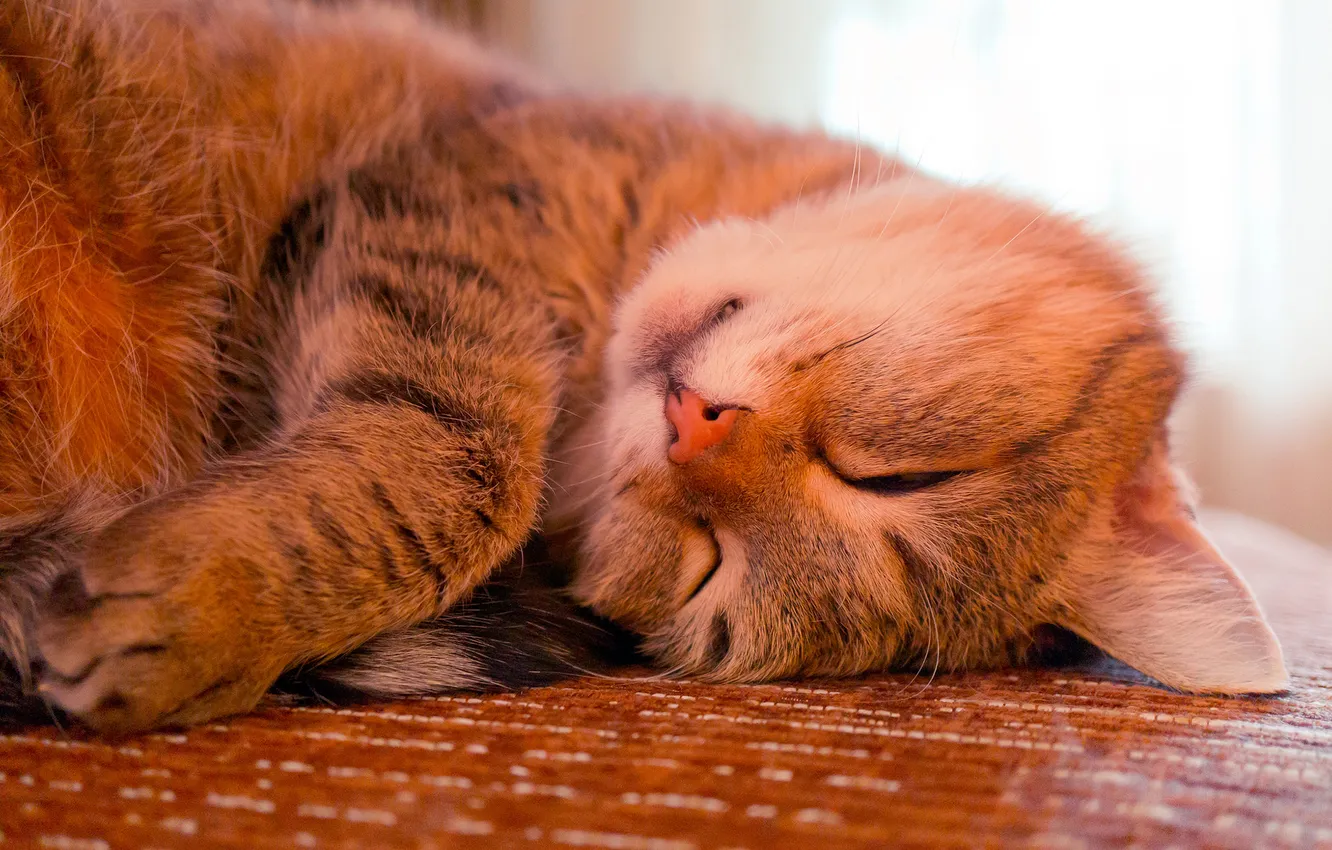 Photo wallpaper cat, cat, face, paws, sleeping
