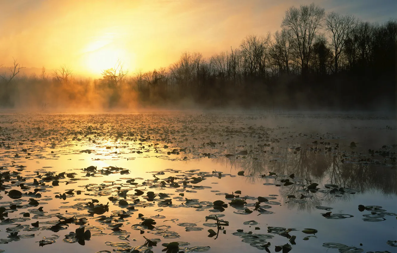 Photo wallpaper forest, leaves, sunset, fog, lake, swamp, the evening
