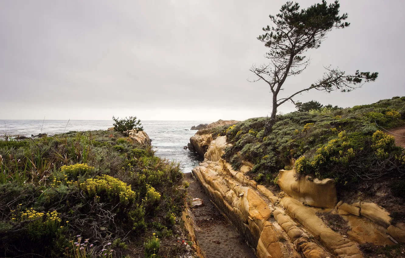 Photo wallpaper sea, trees, clouds, shore