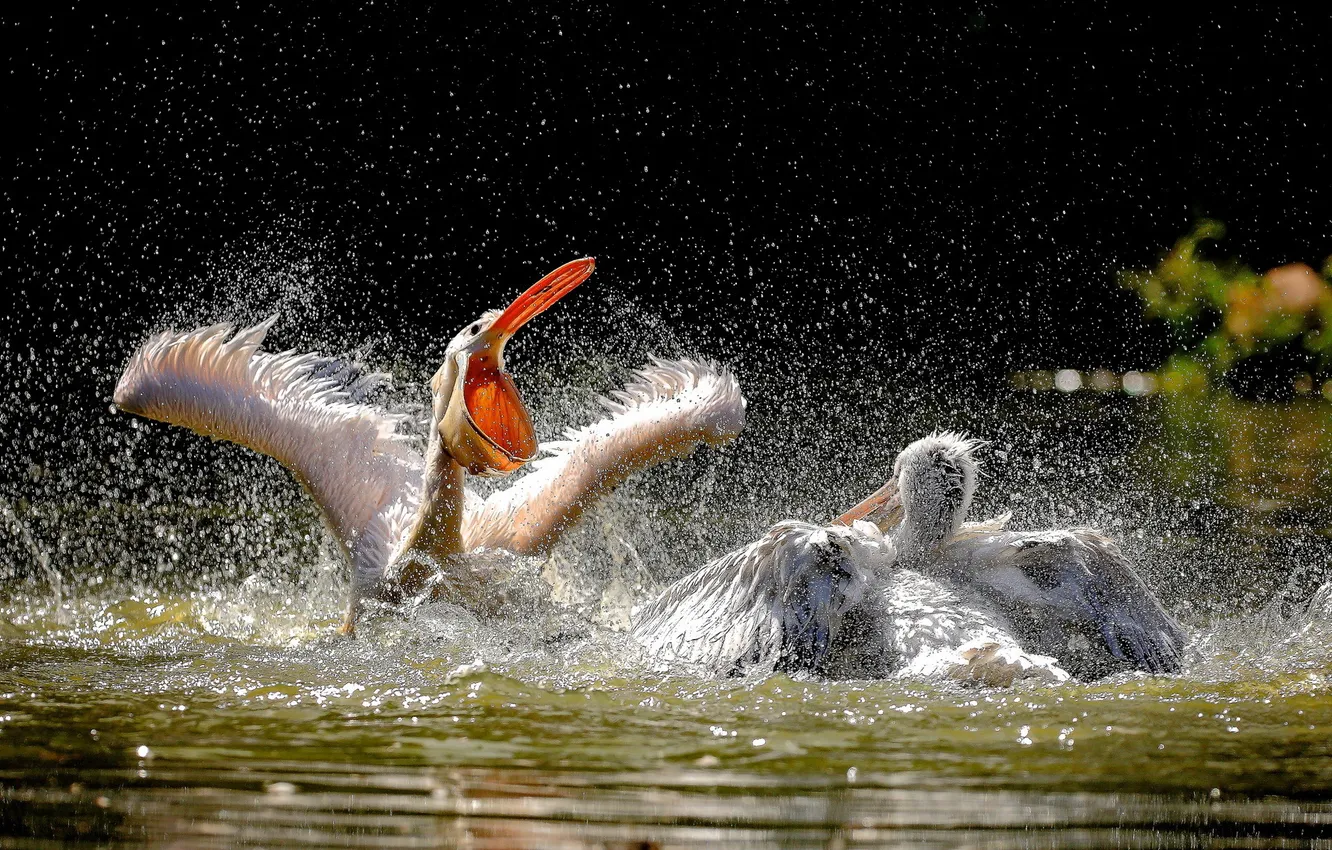 Photo wallpaper water, bird, Pelican