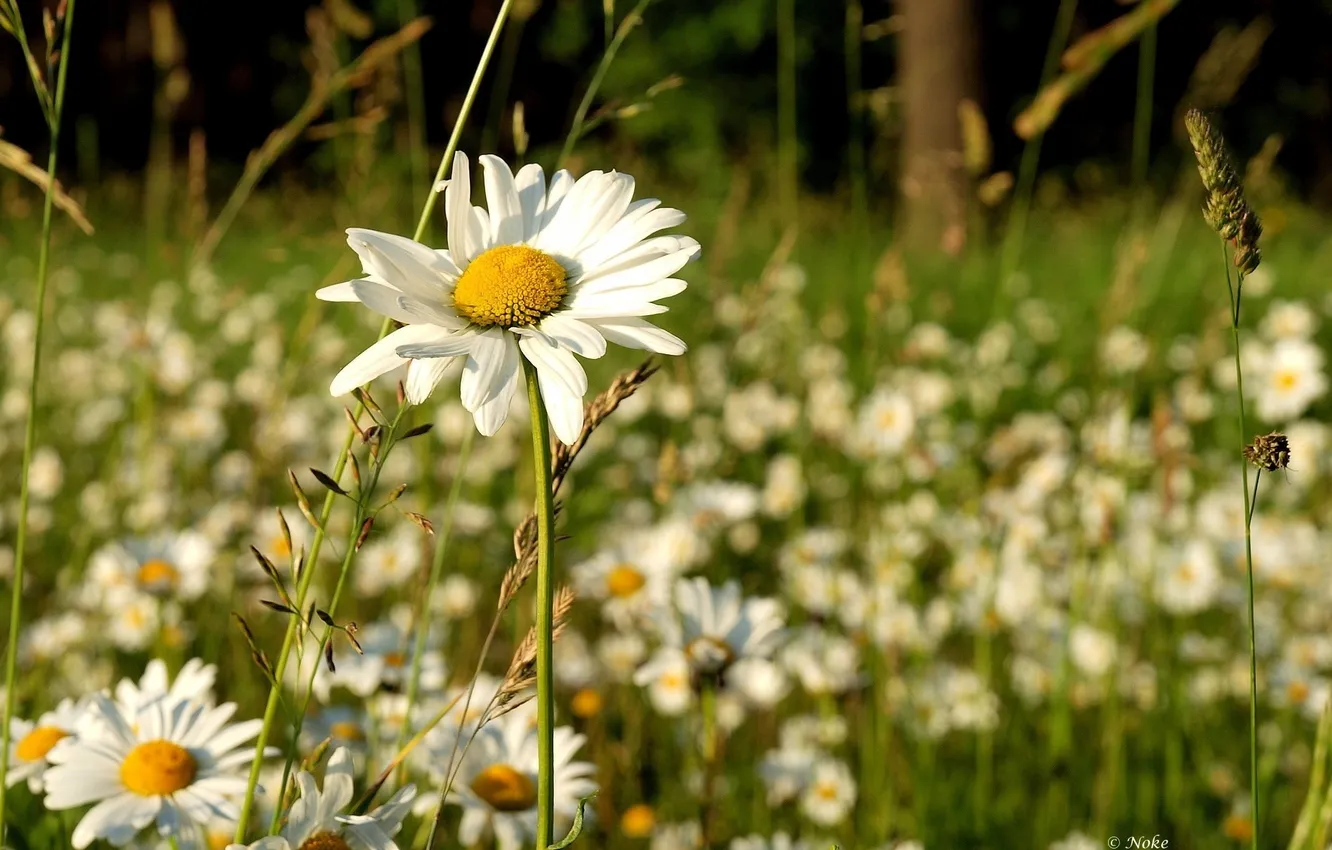 Photo wallpaper summer, grass, the sun, flowers, nature, background, Wallpaper, glade