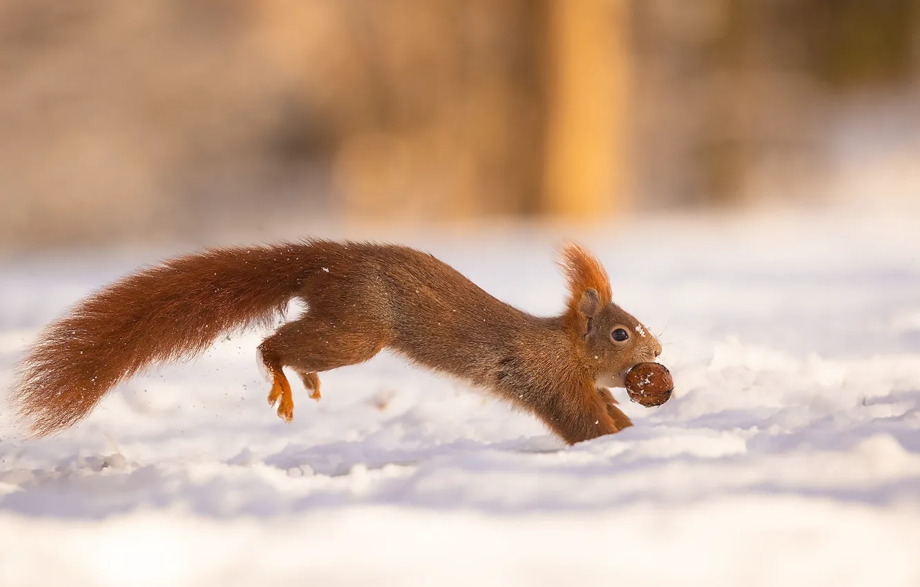 Photo wallpaper winter, snow, protein, running, the snow, nuts