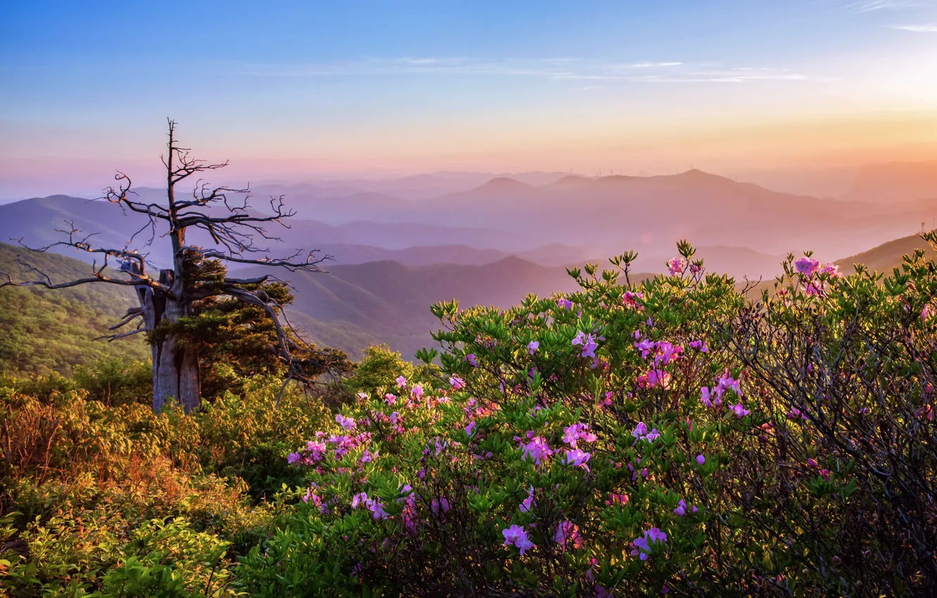 Photo wallpaper the sky, trees, flowers, mountains, branches, fog, dawn, hills