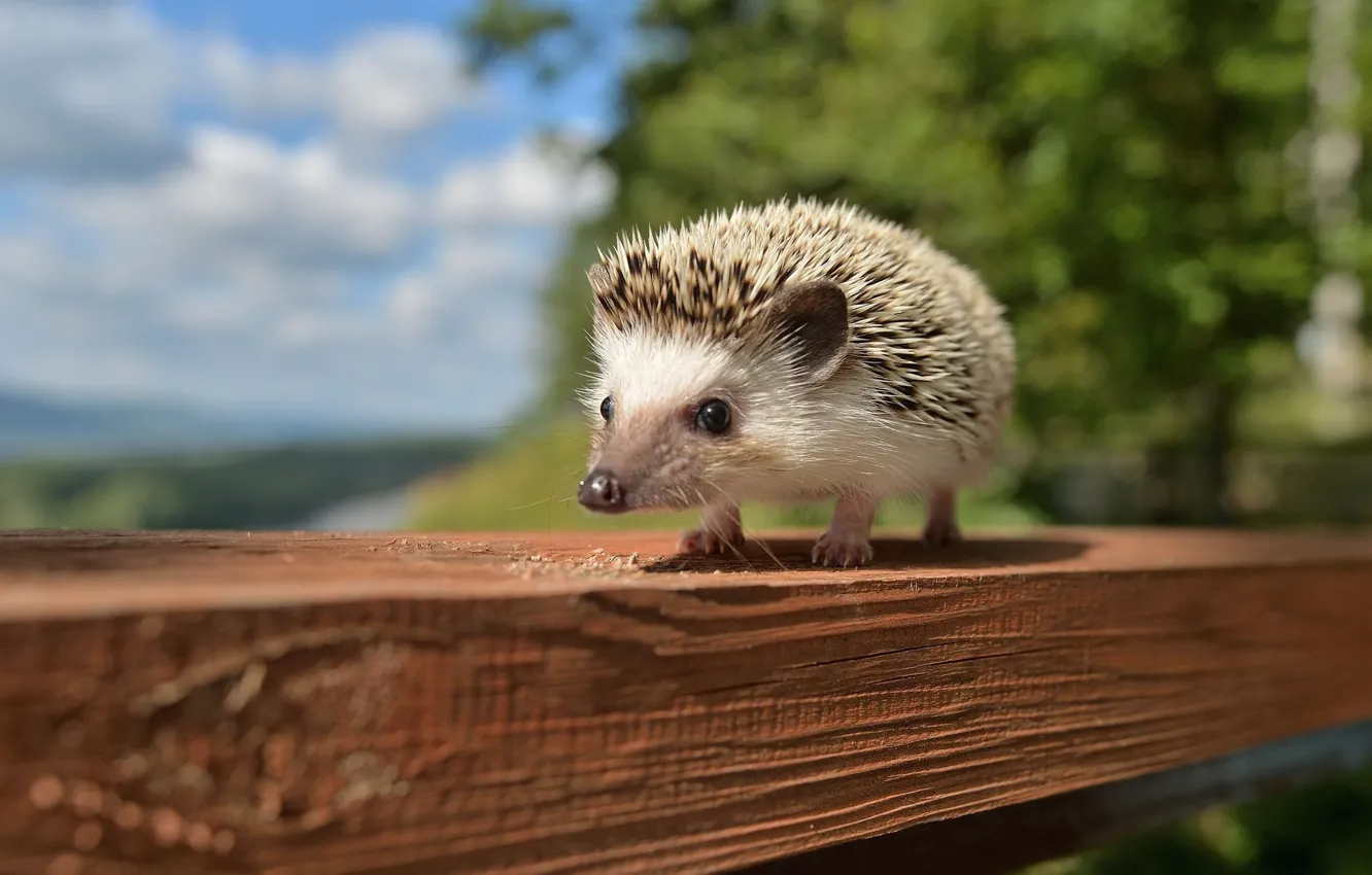 Photo wallpaper needles, hedgehog, Board, hedgehog, hedgehog, hedgehog
