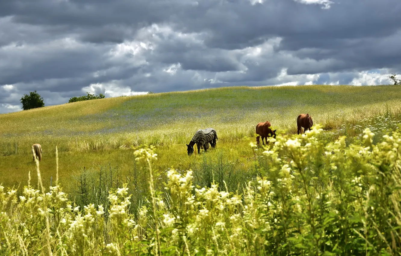 Photo wallpaper field, summer, the sky, grass, landscape, flowers, clouds, nature