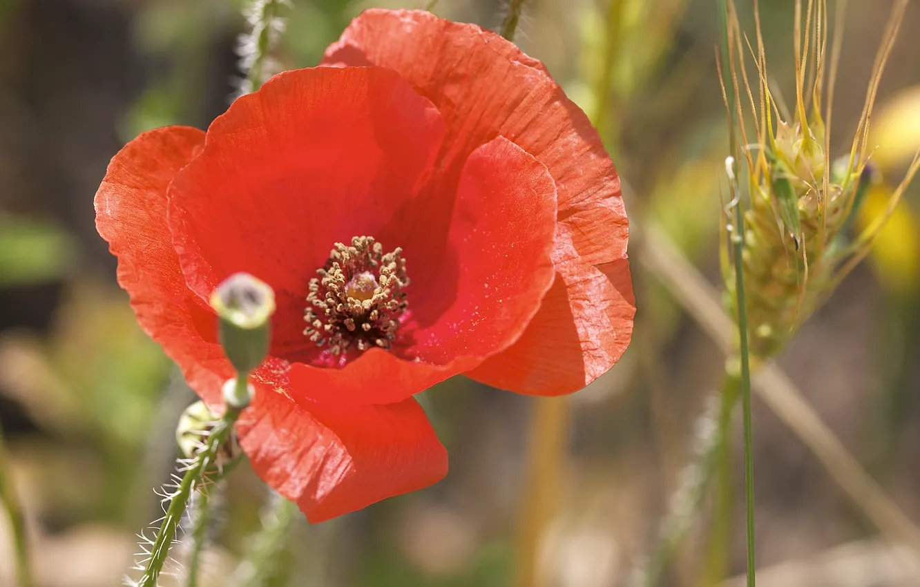 Photo wallpaper macro, red, Mac.head