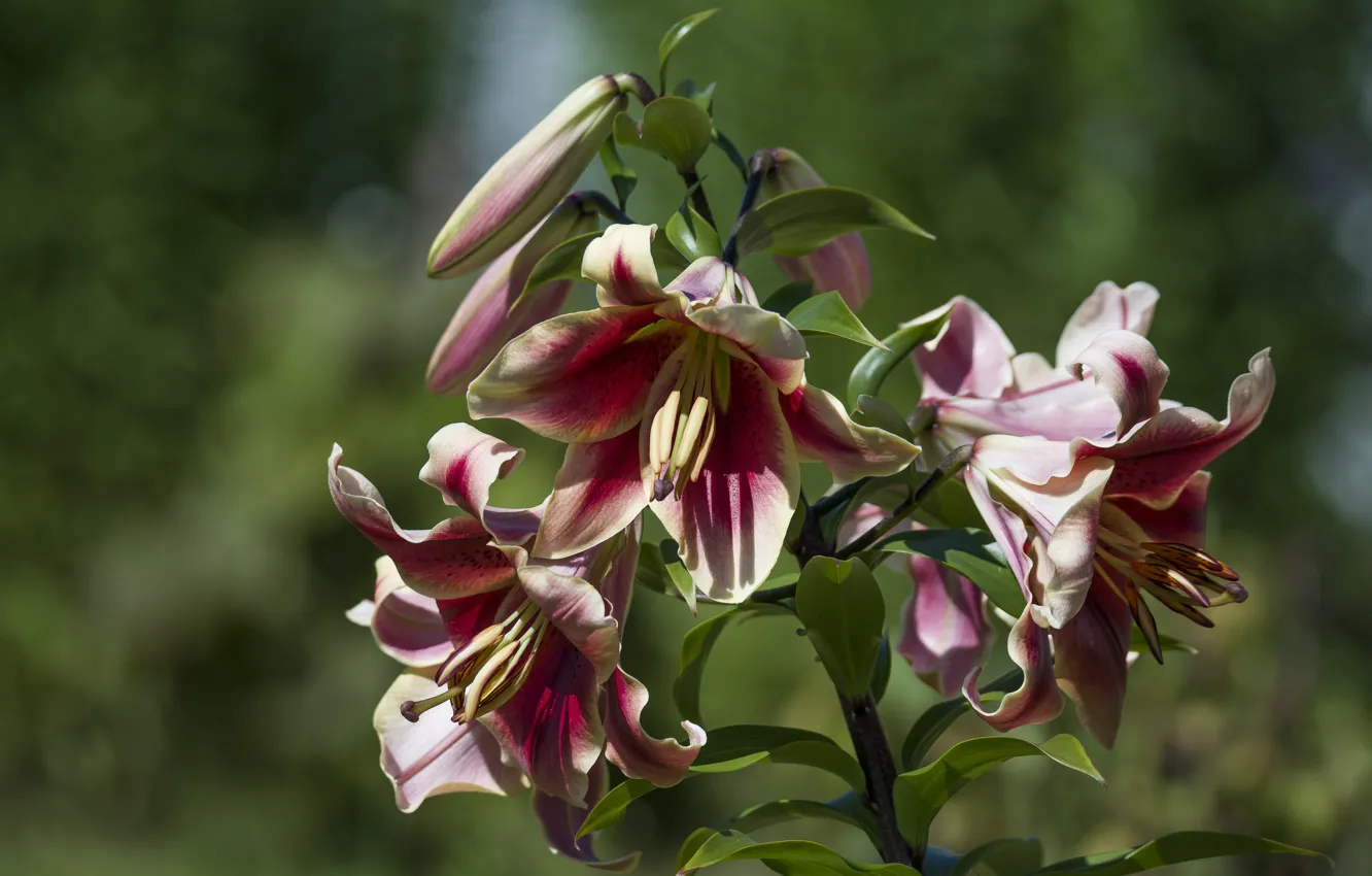 Photo wallpaper summer, flowers, Lily, bokeh