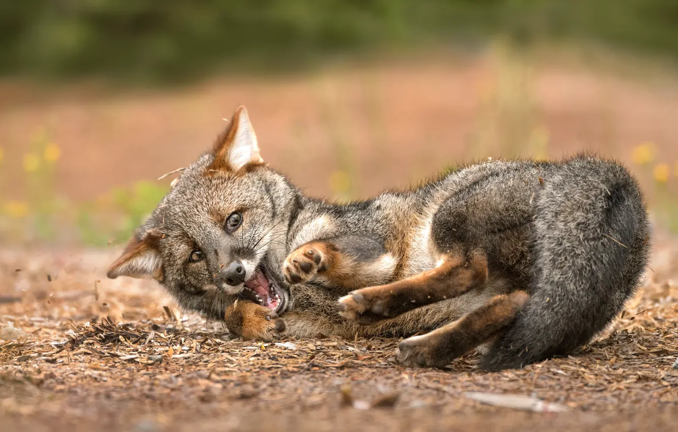 Photo wallpaper nature, background, Fox