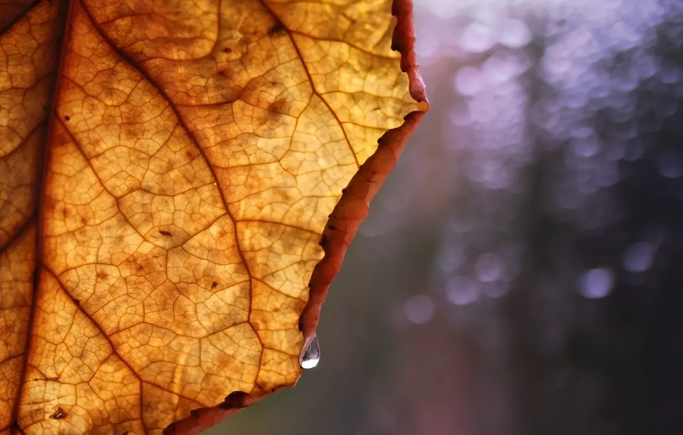 Photo wallpaper autumn, leaves, background