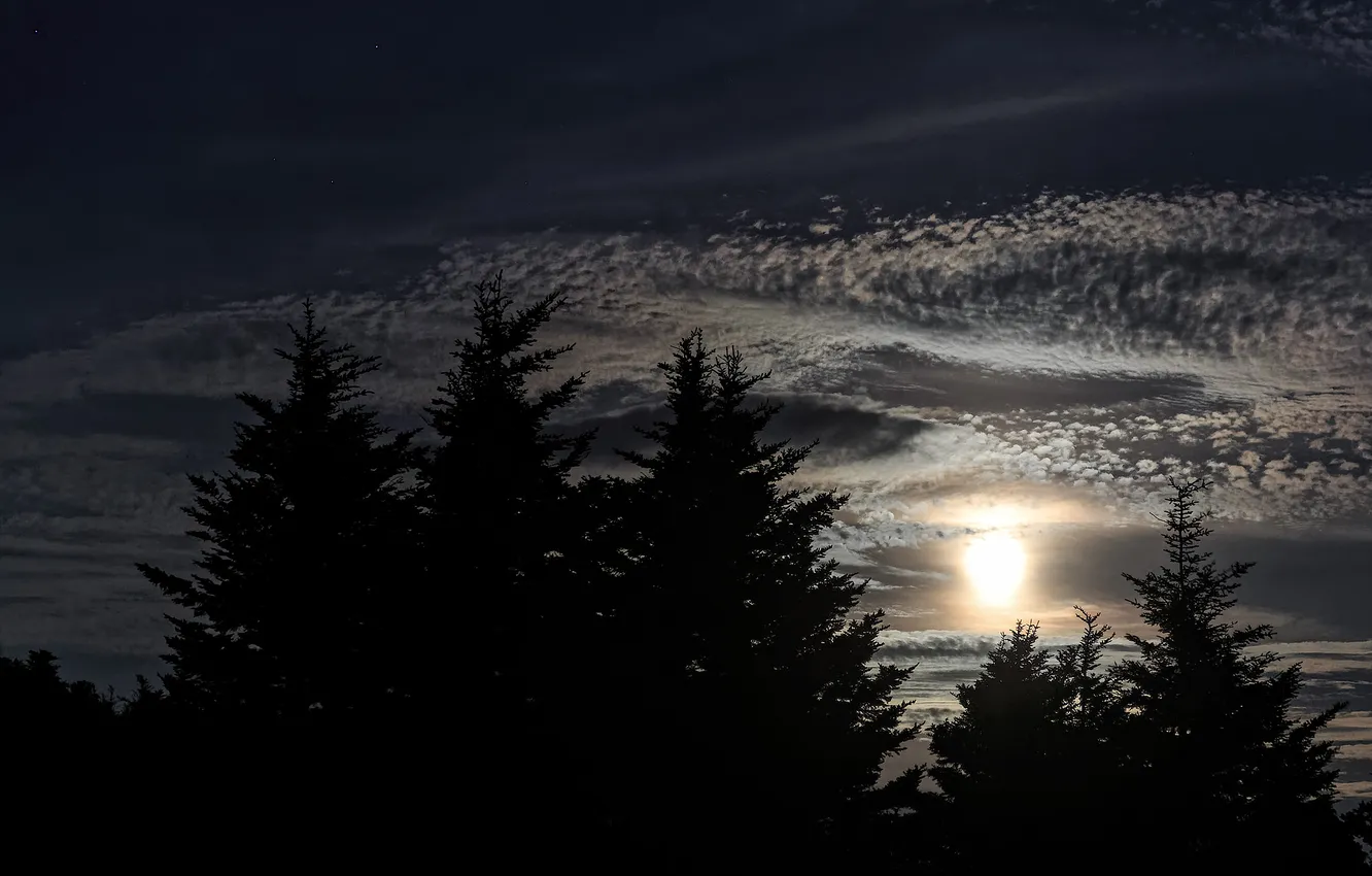 Photo wallpaper night, the moon, tree, ate