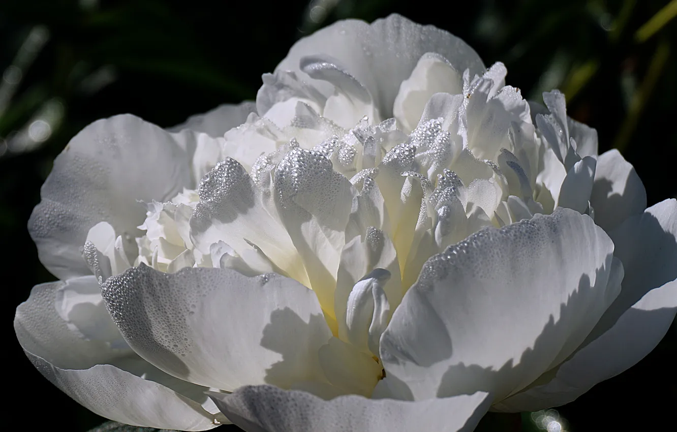 Photo wallpaper white, drops, macro, flowers, Rosa, peonies