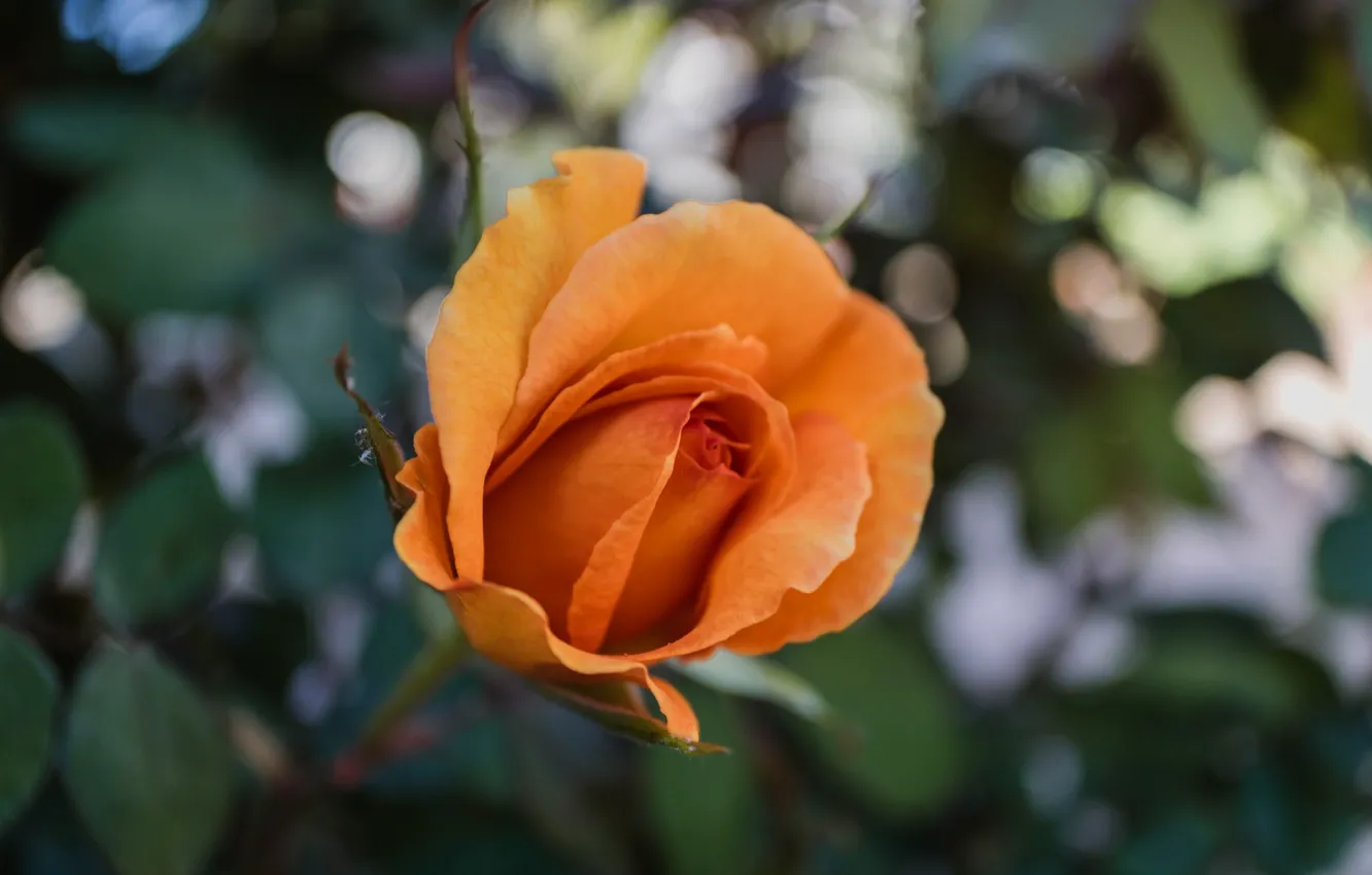 Photo wallpaper roses, petals, garden, buds