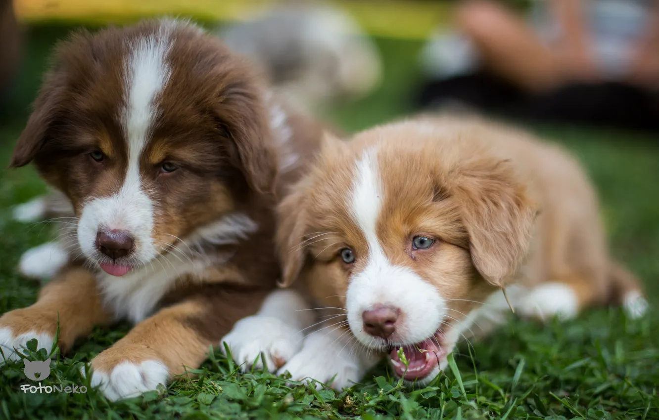 Photo wallpaper puppy, funny, breed