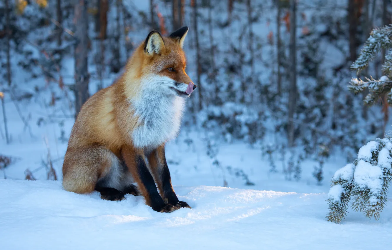 Photo wallpaper winter, forest, snow, Fox, red, Tatiana Borisova