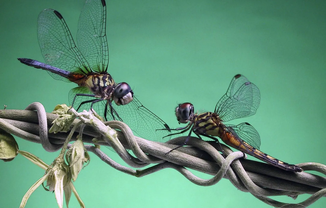 Photo wallpaper branch, dragonfly, eel