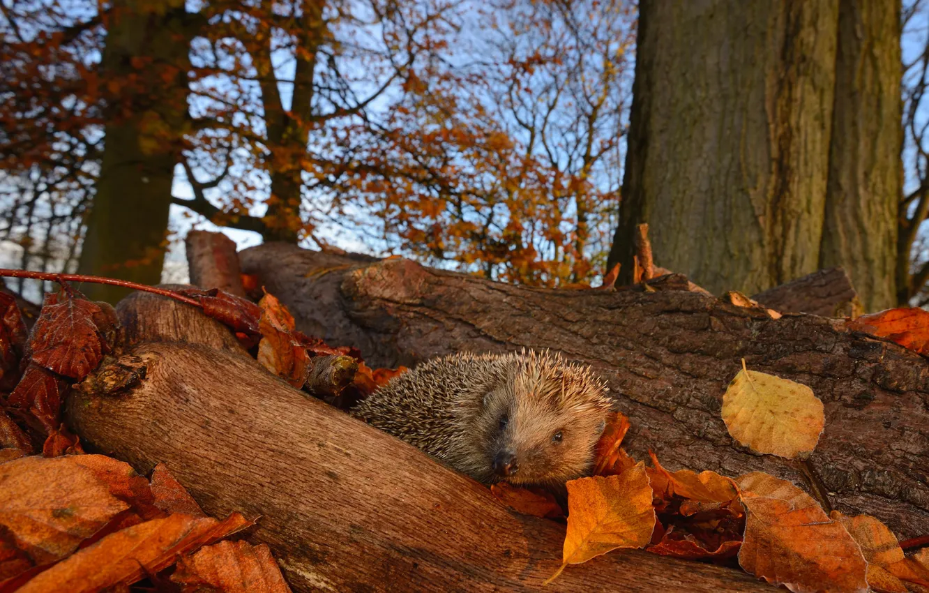 Photo wallpaper trees, log, look, hedgehog, nature, leaves, muzzle, branches