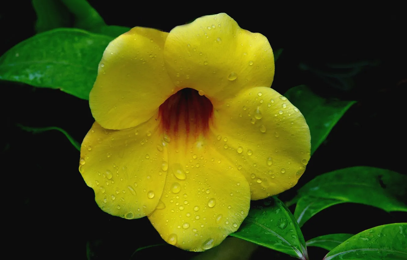 Photo wallpaper drops, Rosa, Allamanda