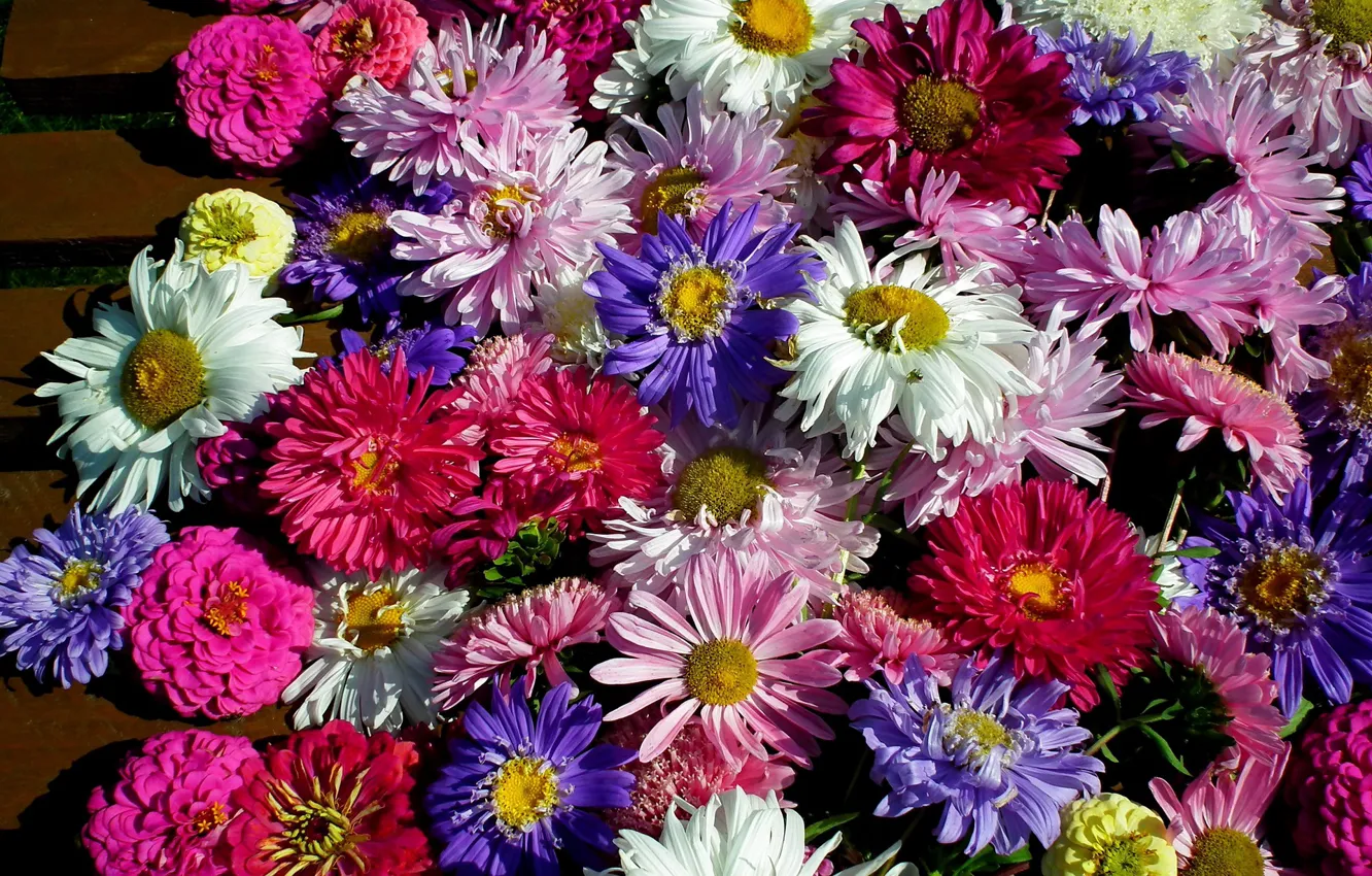 Photo wallpaper summer, flowers, rainbow, asters