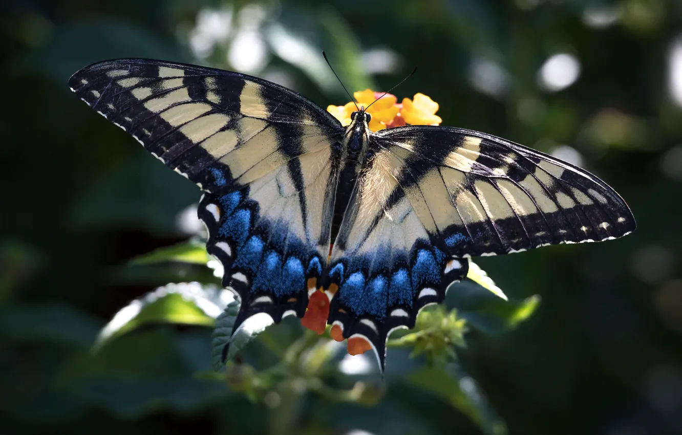 Photo wallpaper butterfly, wings, beauty, swallowtail