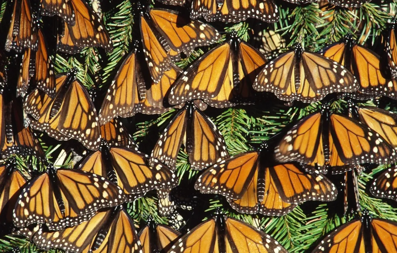 Photo wallpaper summer, nature, background, beauty, insect, wings, Sunny day, needles