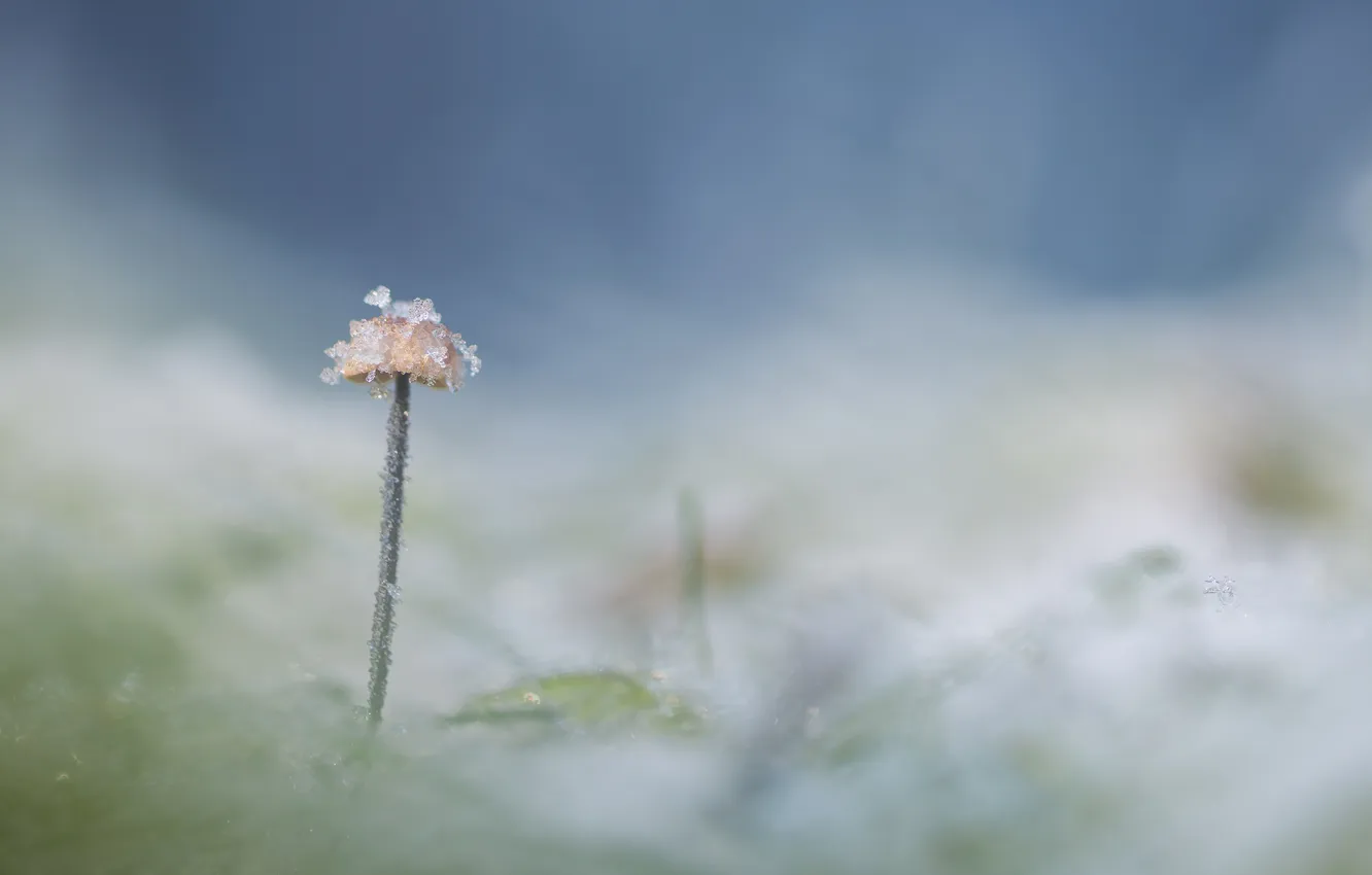 Photo wallpaper macro, nature, mushrooms