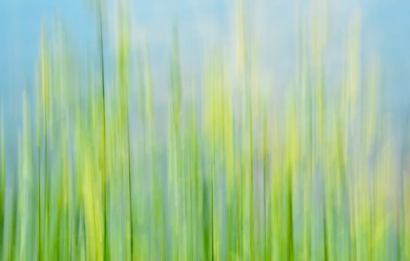 Photo wallpaper grass, macro, razmytost