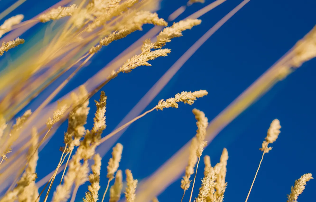 Photo wallpaper autumn, the sky, grass, plant