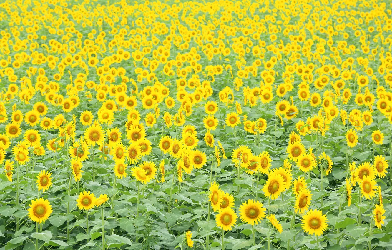 Photo wallpaper field, sunflowers, nature, a lot