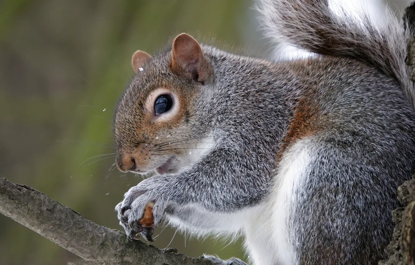 Photo wallpaper look, grey, portrait, protein, face