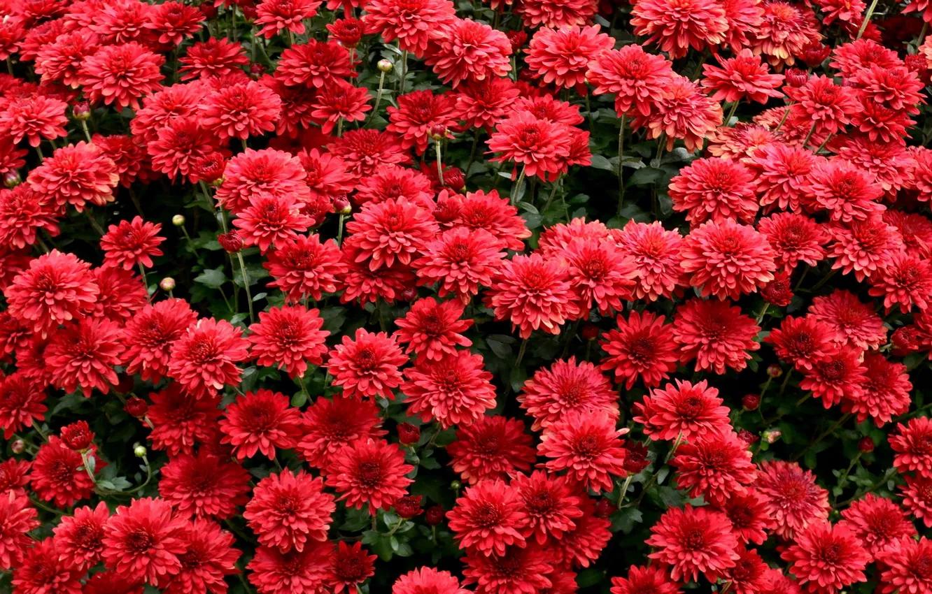 Photo wallpaper flowers, red, a lot