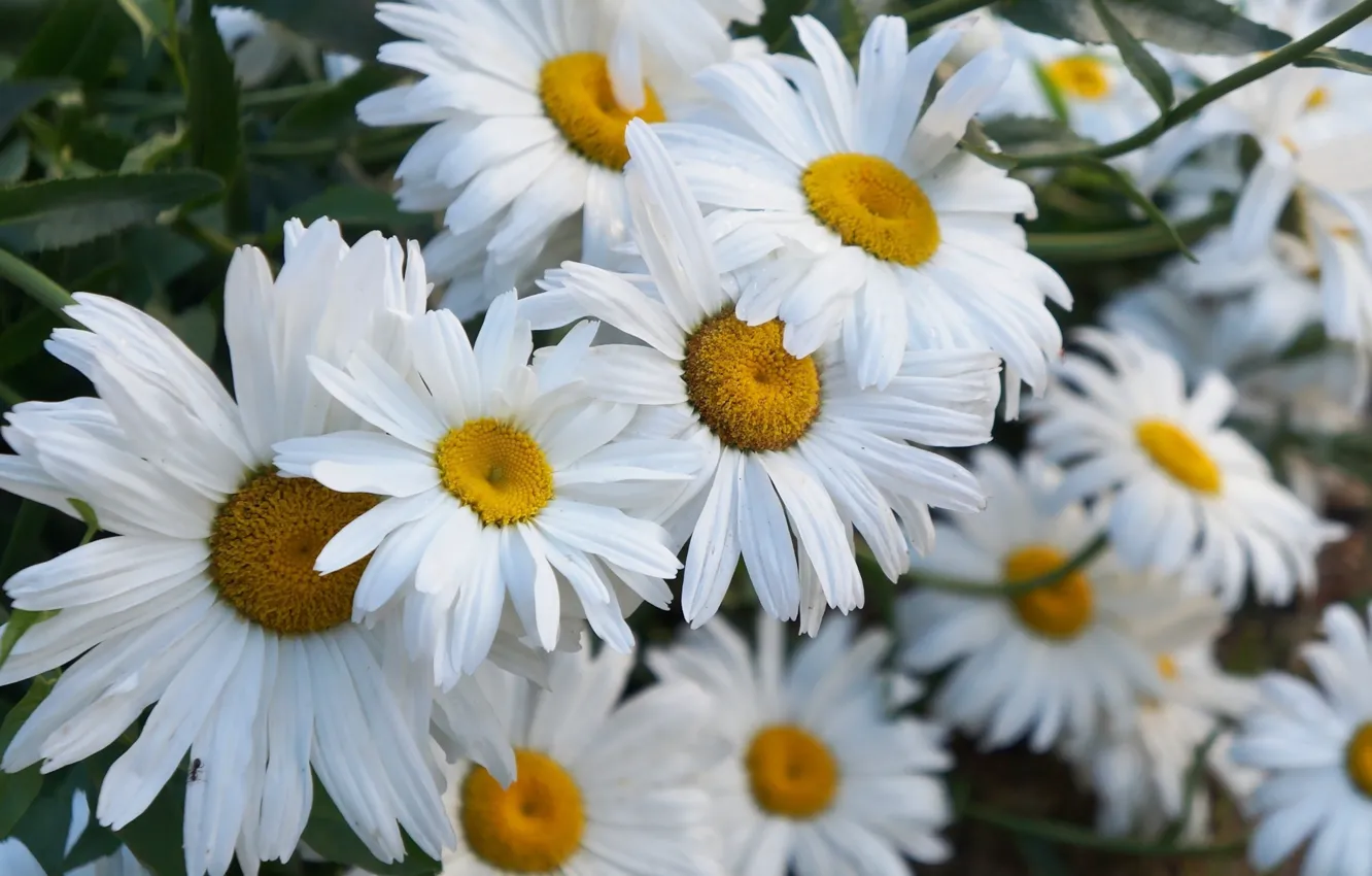 Photo wallpaper white, flower, blooming