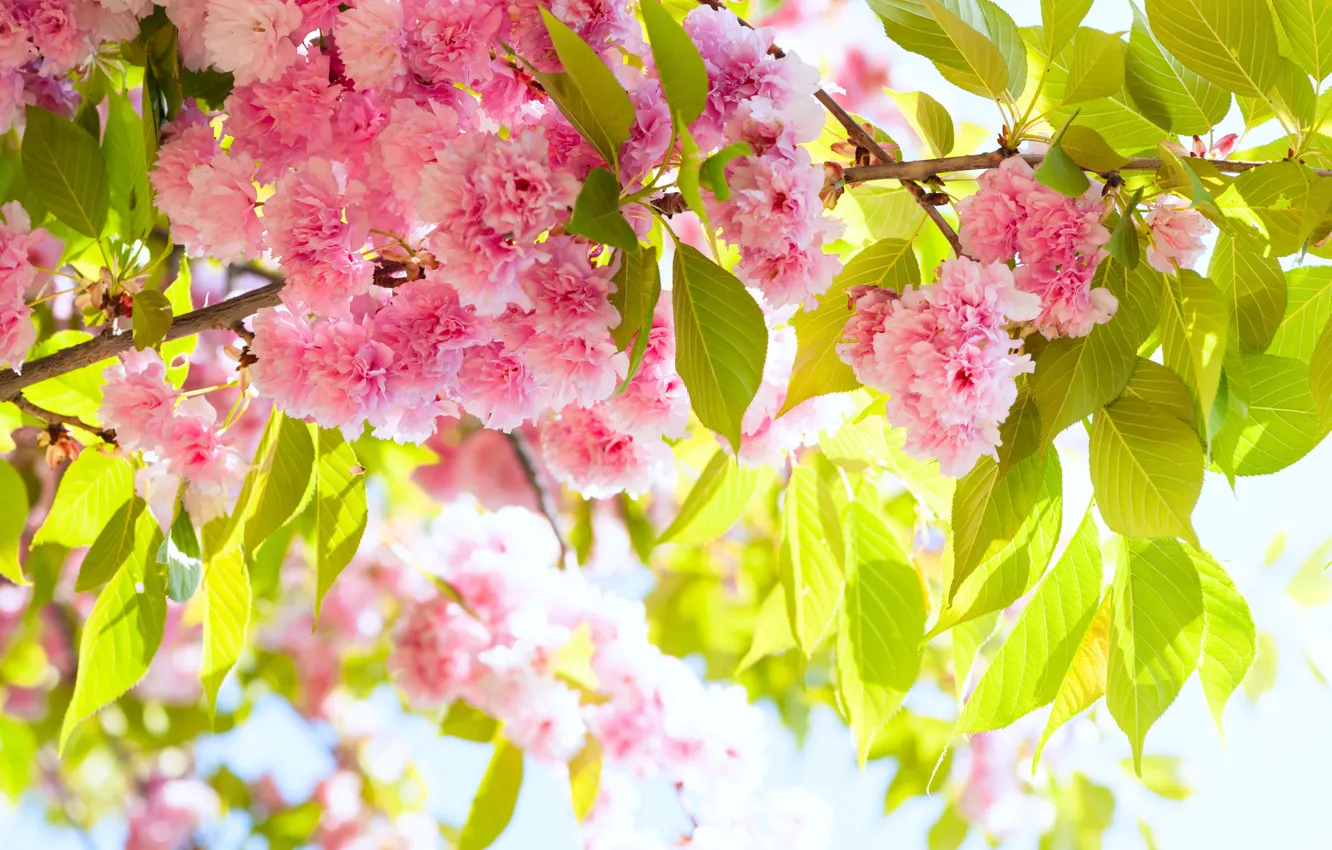 Photo wallpaper the sun, branches, beauty, spring, colorful, Sakura, flowering, cherry