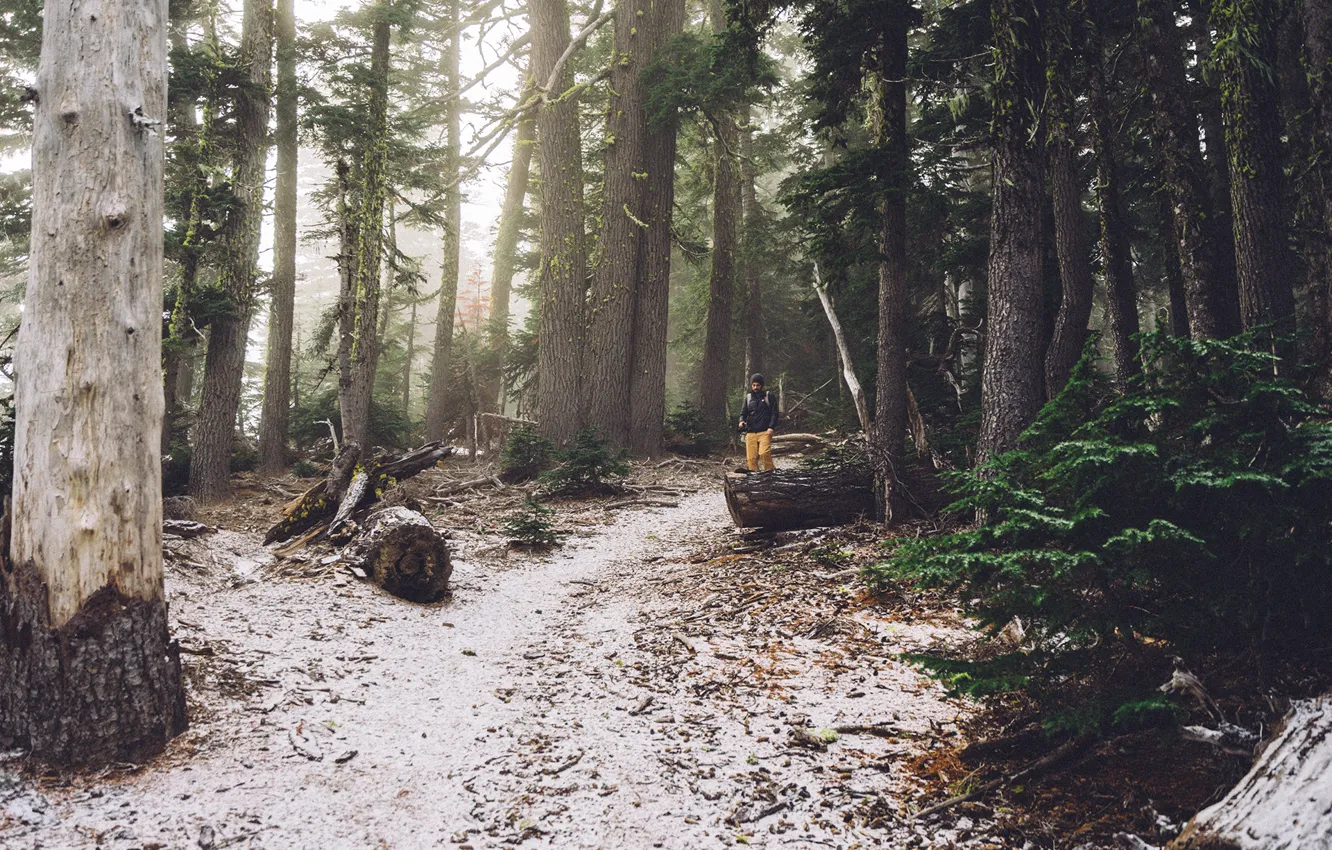 Photo wallpaper forest, hiker, hiking, trees. path