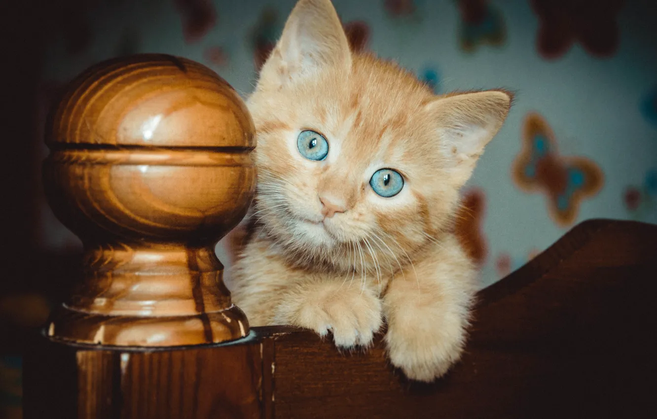 Photo wallpaper cat, cat, kitty