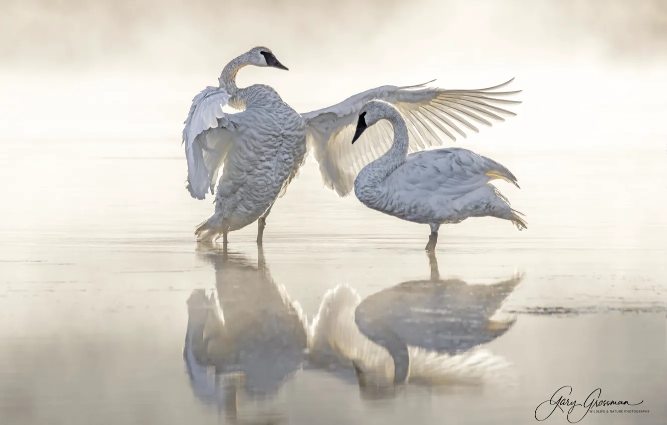 Photo wallpaper water, nature, fog, bird, pair, swans