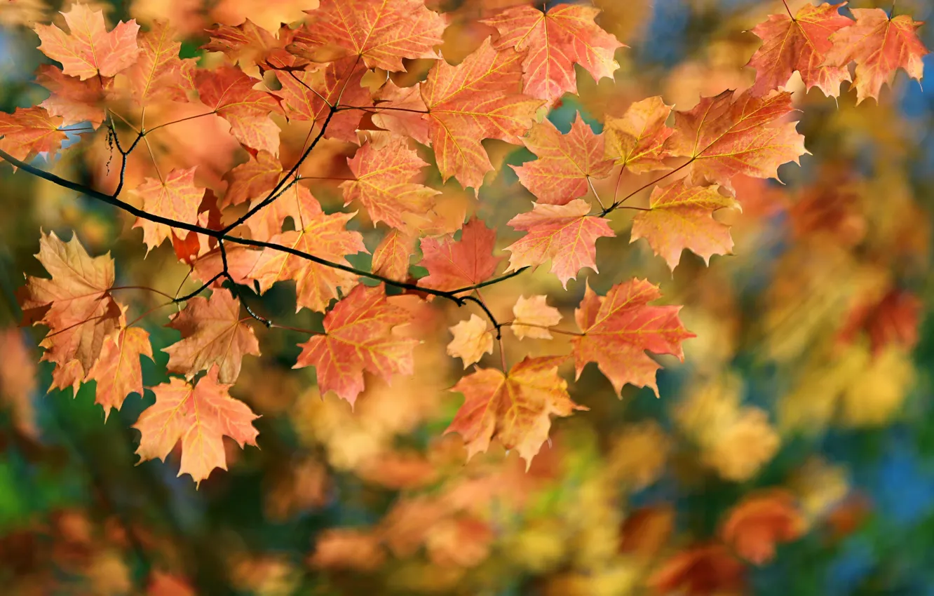 Photo wallpaper autumn, leaves, maple
