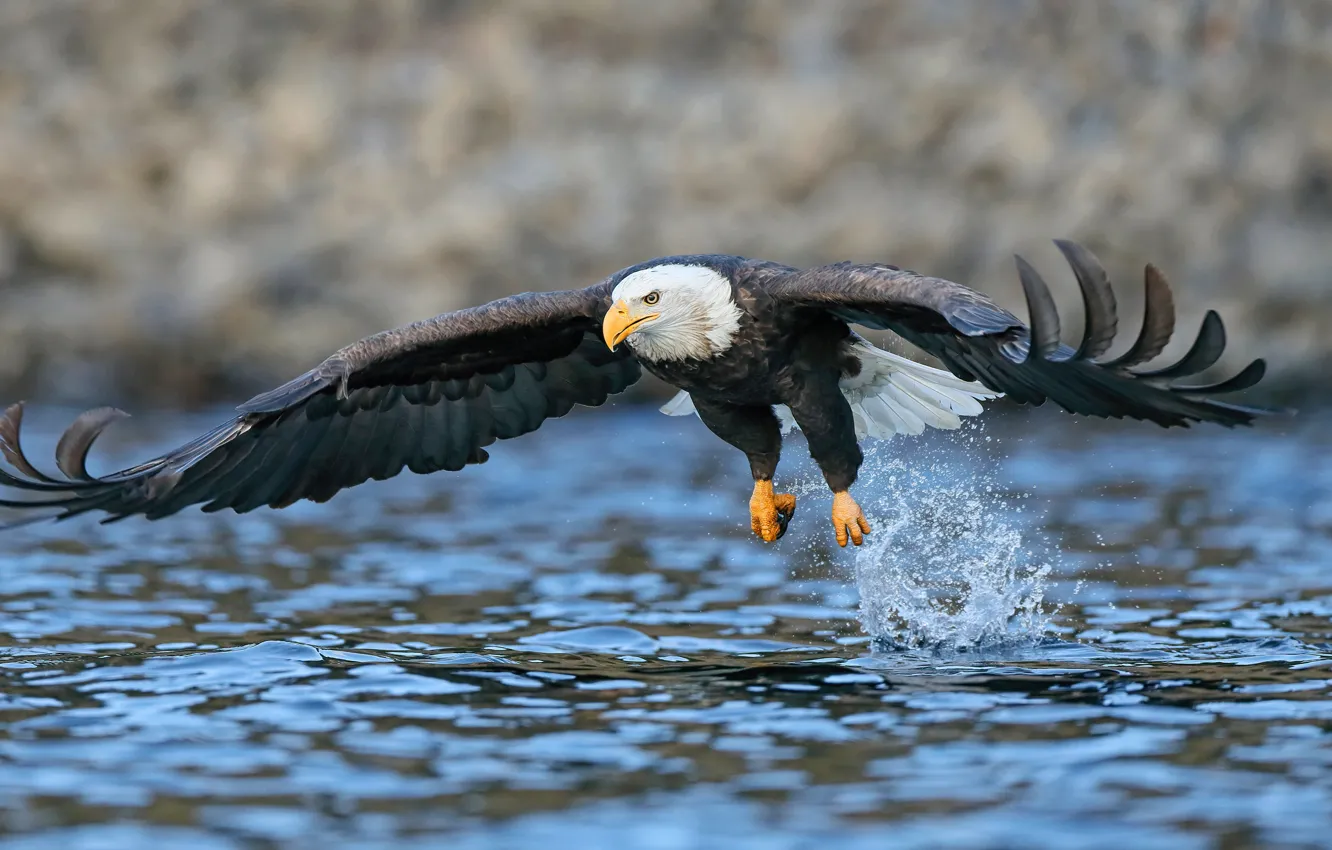 Photo wallpaper water, flight, squirt, pond, bald eagle, Flies, wingspan