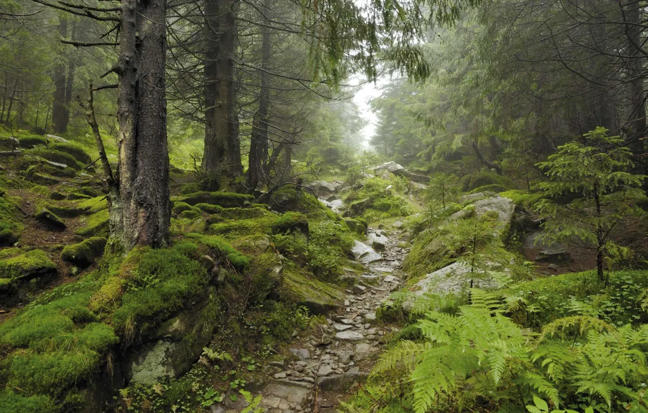 Photo wallpaper forest, trees, nature, stones, moss