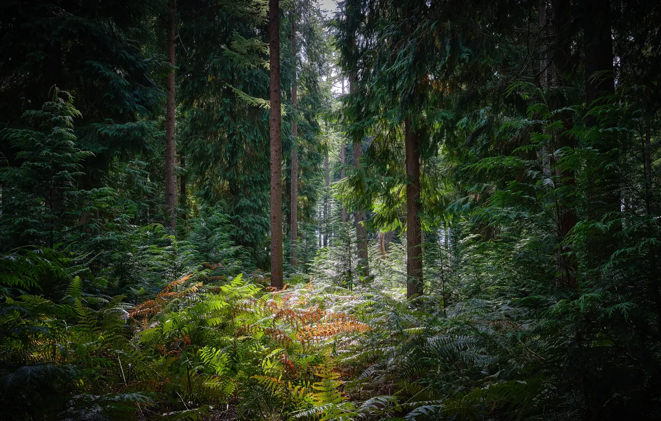 Photo wallpaper forest, nature, fern, coniferous trees, Sebastian Frankreich