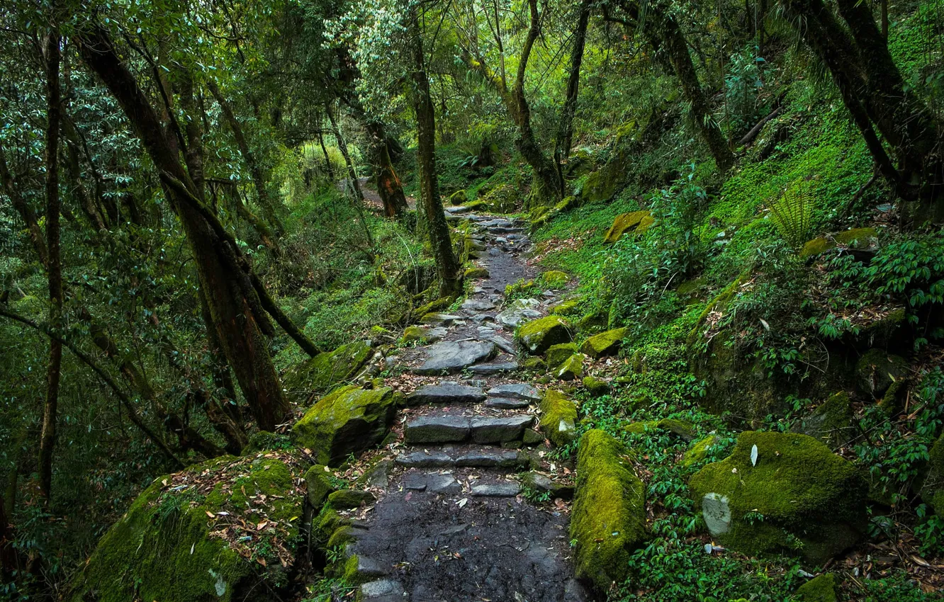 Photo wallpaper forest, trees, nature, path