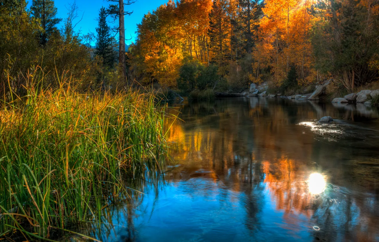 Photo wallpaper autumn, forest, grass, landscape, nature, pond, reflection, stones