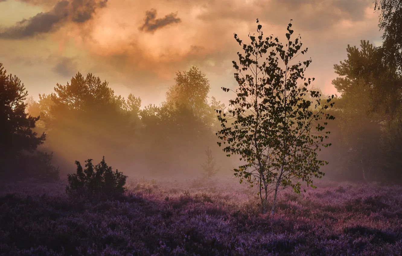 Photo wallpaper landscape, nature, fog, morning