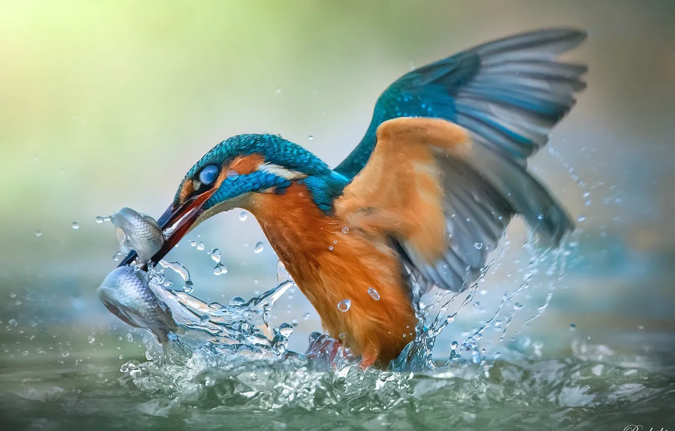 Photo wallpaper water, bird, fish, Roberto Aldrovandi