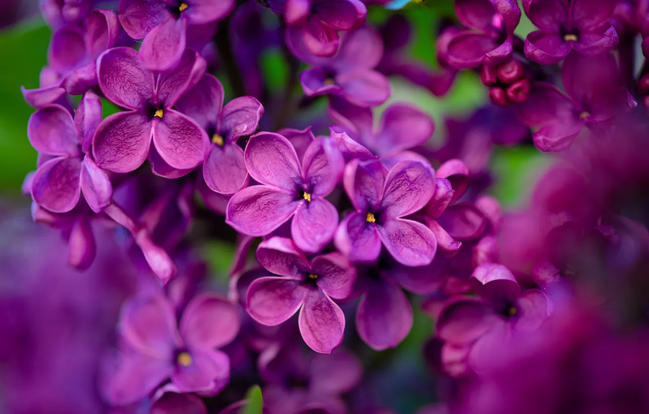 Photo wallpaper macro, flowers, lilac