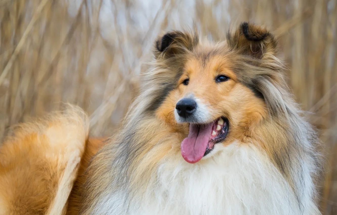 Photo wallpaper face, background, dog, collie, sheltie
