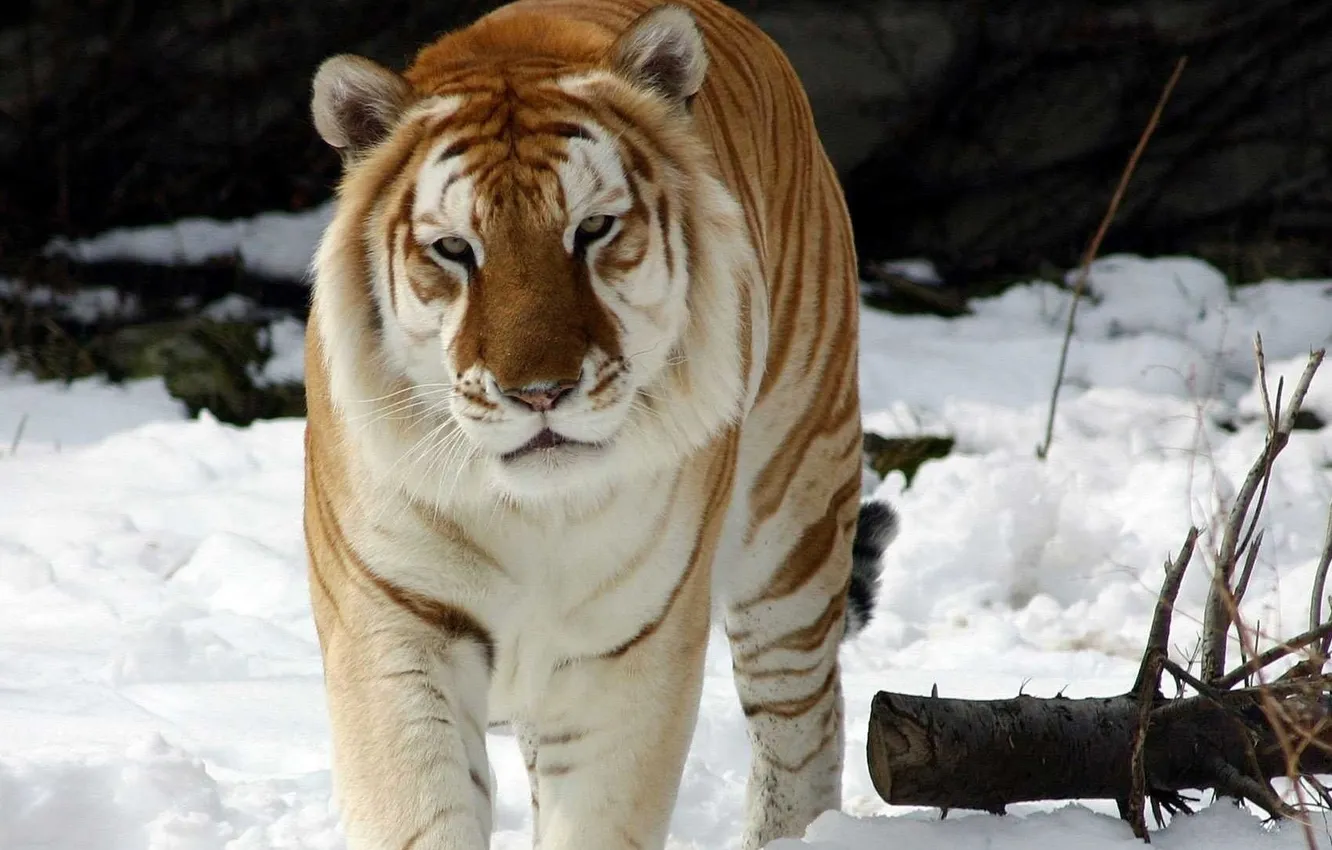 Photo wallpaper wallpaper, Predator, big, tiger, cat, background, blur, bokeh