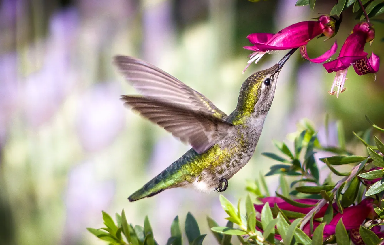 Photo wallpaper flower, flight, Hummingbird, CRL