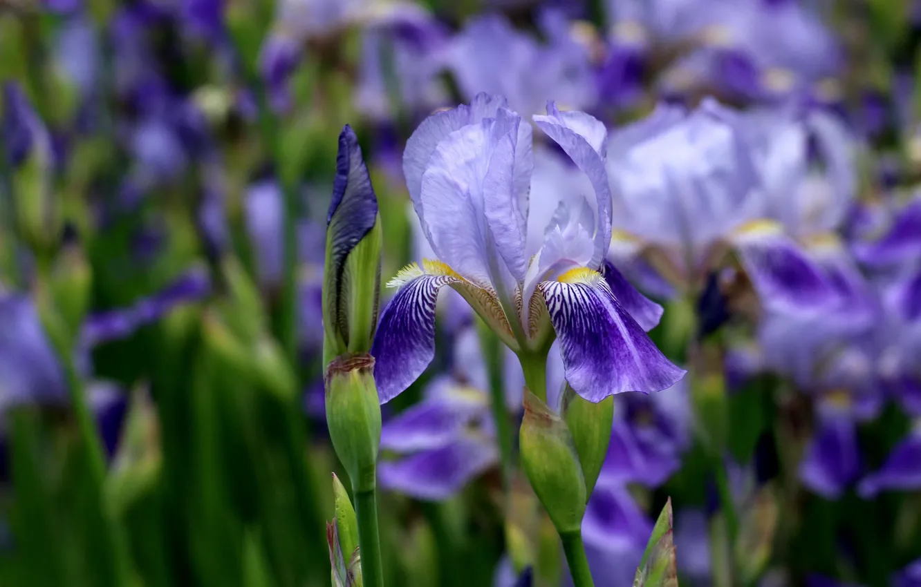 Photo wallpaper flowers, spring, lilac, bokeh, iris