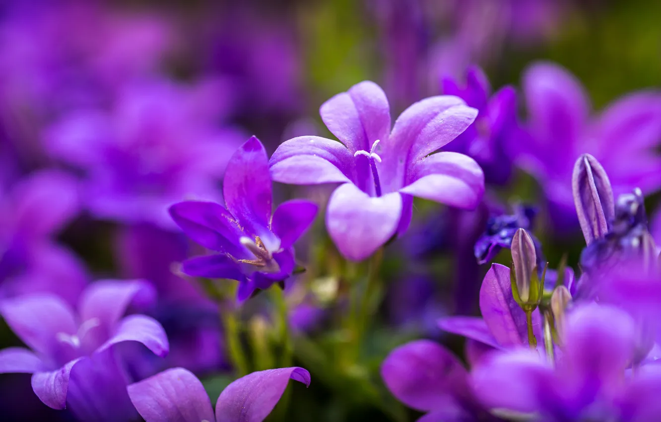 Photo wallpaper flowers, bells, lilac, bokeh
